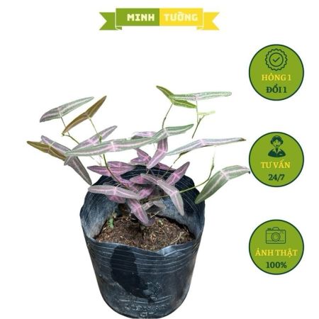 Cây Chuồn Chuồn Đỏ (C7)