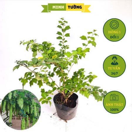 Cây Huyền Trân Công Chúa (C9)