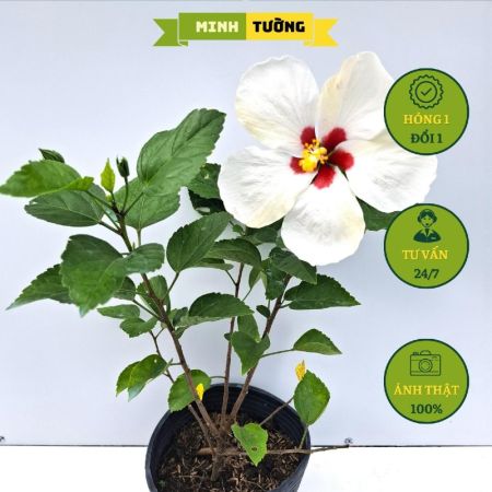 Cây Bụt Thái Hoa Trắng Cánh Đơn