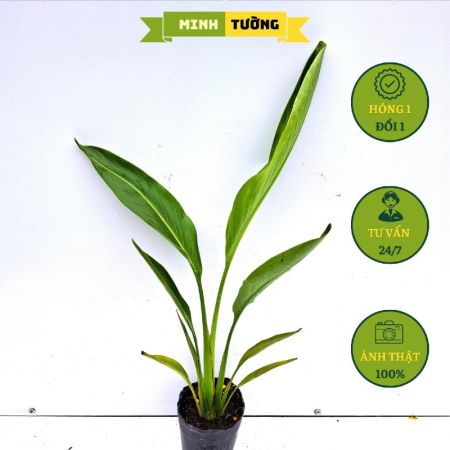 Cây Chuối Rẻ Quạt (Cao 40cm)