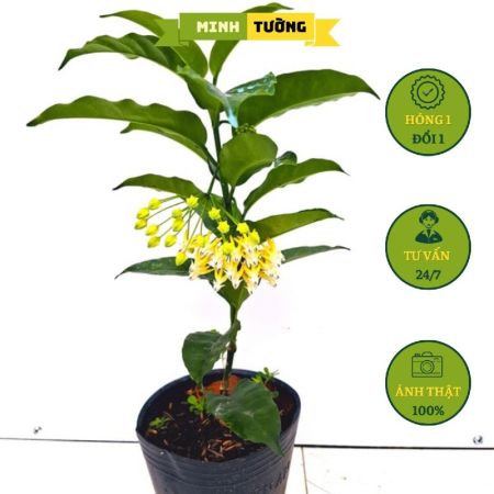 Cây Cẩm Cù Tên Lửa