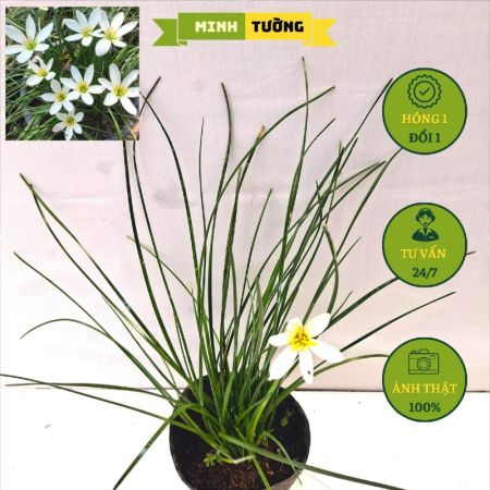 Cây Huệ Mưa Hoa Trắng
