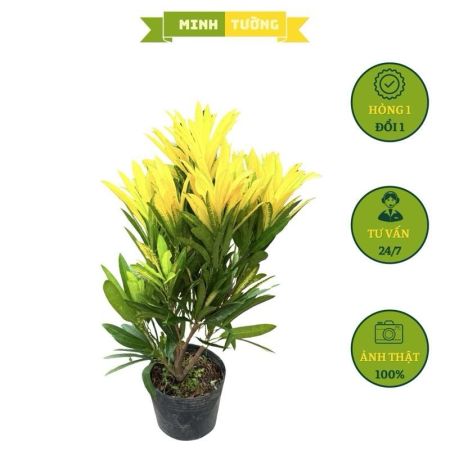 Cây Cô Tòng Hoàng Kim