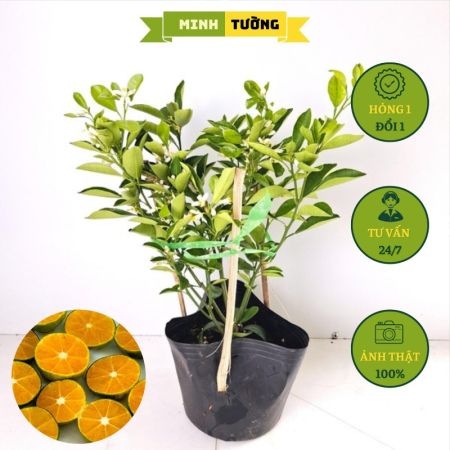 Cây Giống Tắc Không Hạt