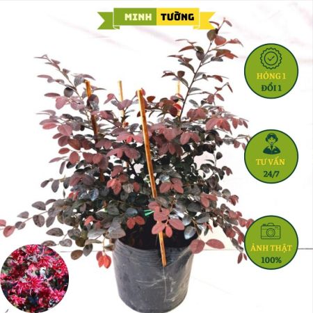 Cây Hồng Phụng Chậu (Chậu C9)