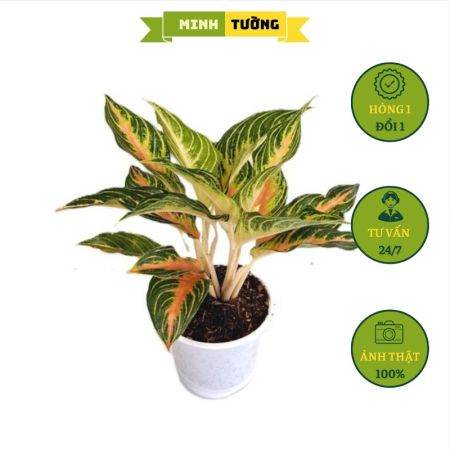 Cây Hồng Ngân (Size Lớn)