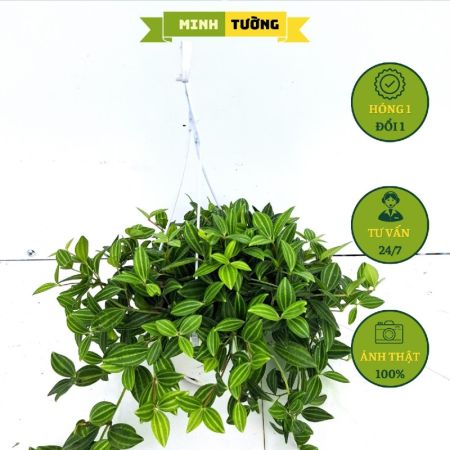 Cây Bình An Chậu Treo (Size Trung)