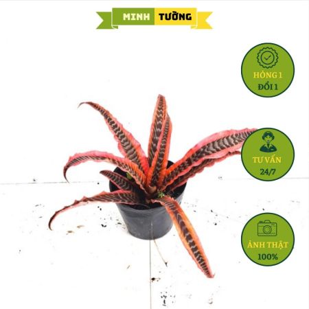Cây Dứa Hồng Phụng