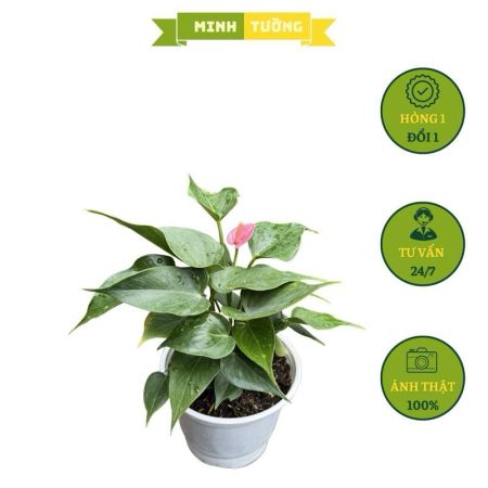 Cây Hồng Môn (Hoa Hồng)