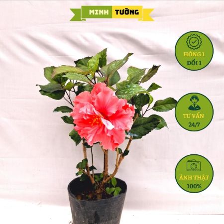 Cây Bụt Thái Hồng Giống Mới