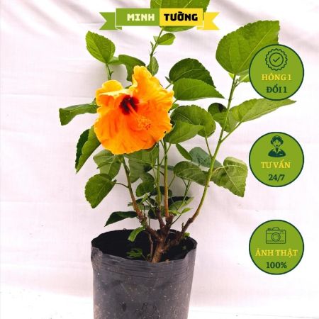 Cây Bụt Thái Hoa Cam Cánh Đơn
