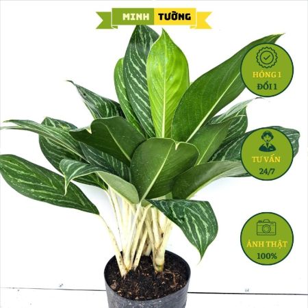 Cây Bạch Mã Hoàng Tử
