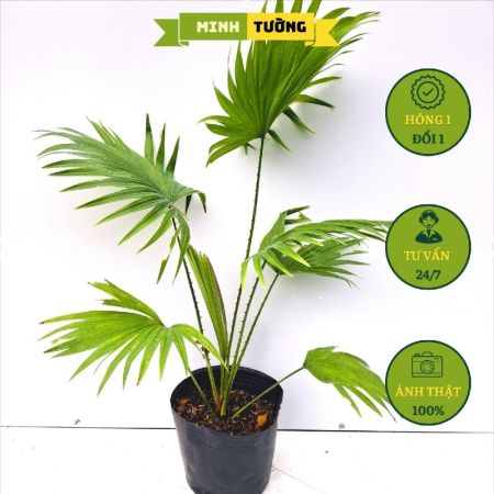 Cây Cọ Nhật (C8)