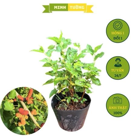 Cây Dâu Tằm Siêu Trái (C9)