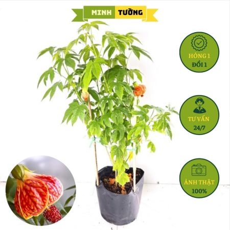 Cây Bụt Lồng Đèn