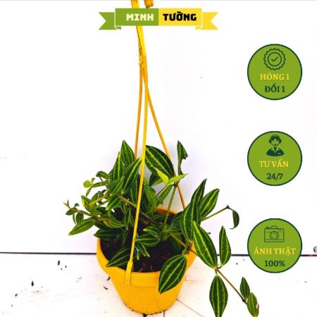 Cây Bình An Chậu Treo (Size Nhỏ)