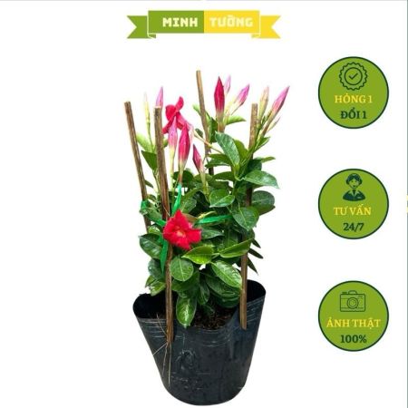 Cây Huỳnh Anh Đỏ Dây Leo (C9)
