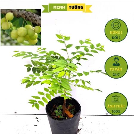 Cây Chùm Ruột Chua