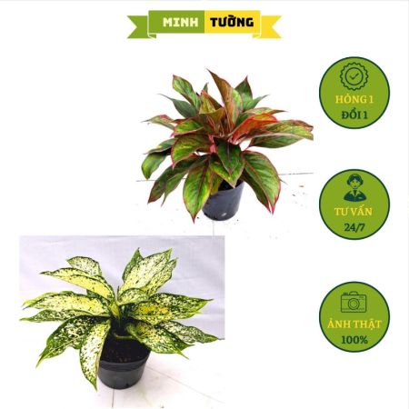 Combo 2 Cây Ngọc Ngân + Phú Quý Đỏ
